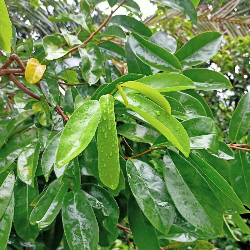 

Daun Sirsak Segar Alami Langsung Petik