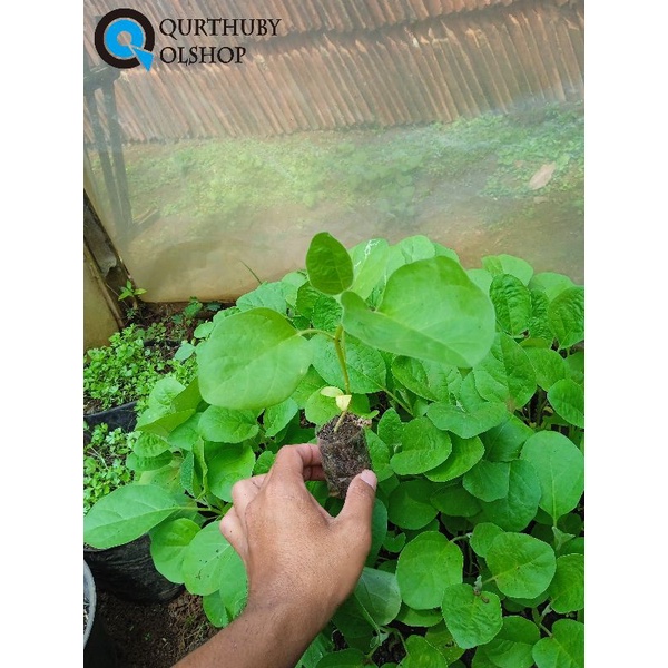 (10 POHON) BIBIT TERONG UNGU PANJANG SIAP TANAM - BIBIT TERONG UNGU SUPER - BIBIT TERONG SIAP TANAM 