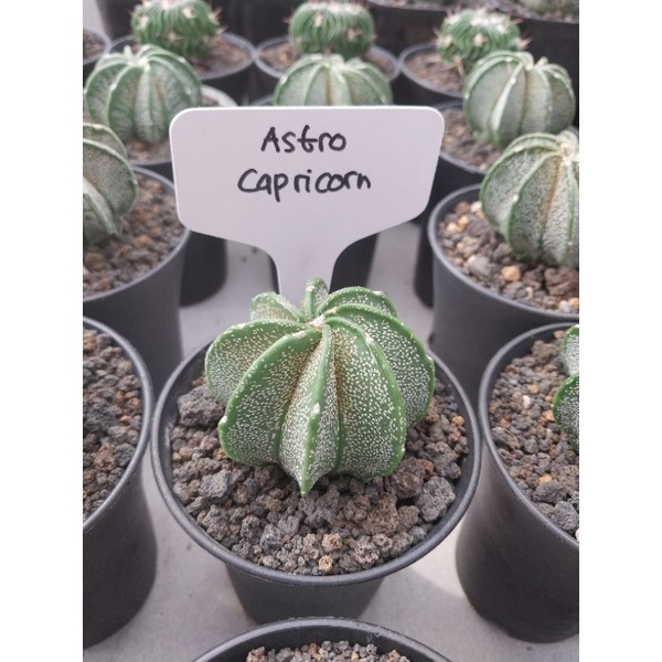 Astrophytum Ornatum