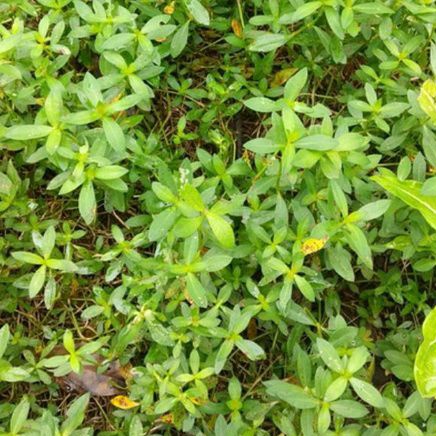 

Kremah/Keremak/Kremek/Tolod (Alternanthera sessilis (L.) R.Br.)