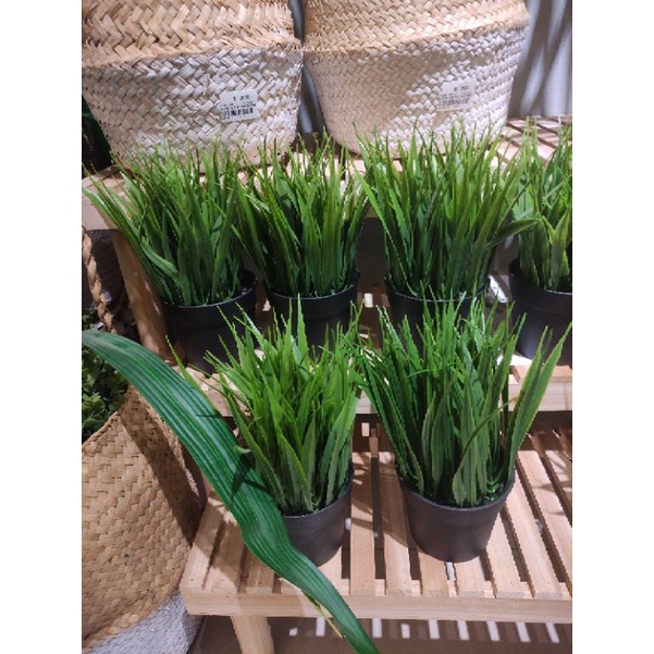 Tanaman Rumput artificial informa