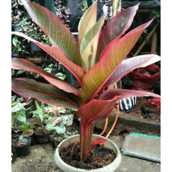 tanaman hias pisang rubra merah / heliconia indica rubra (red leaf) / pisang merah