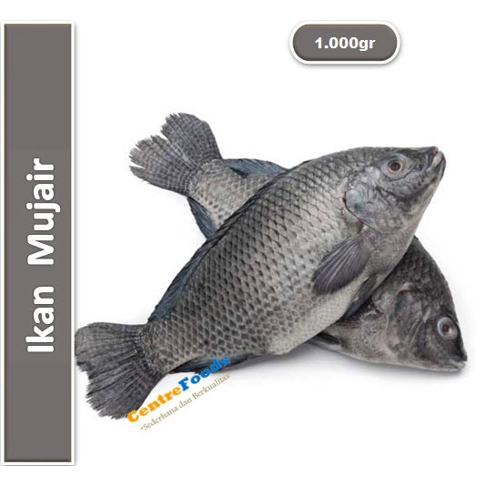 

Ikan Mujair - Mujaer Fresh | 1.000gr [ Harga Per KG ]