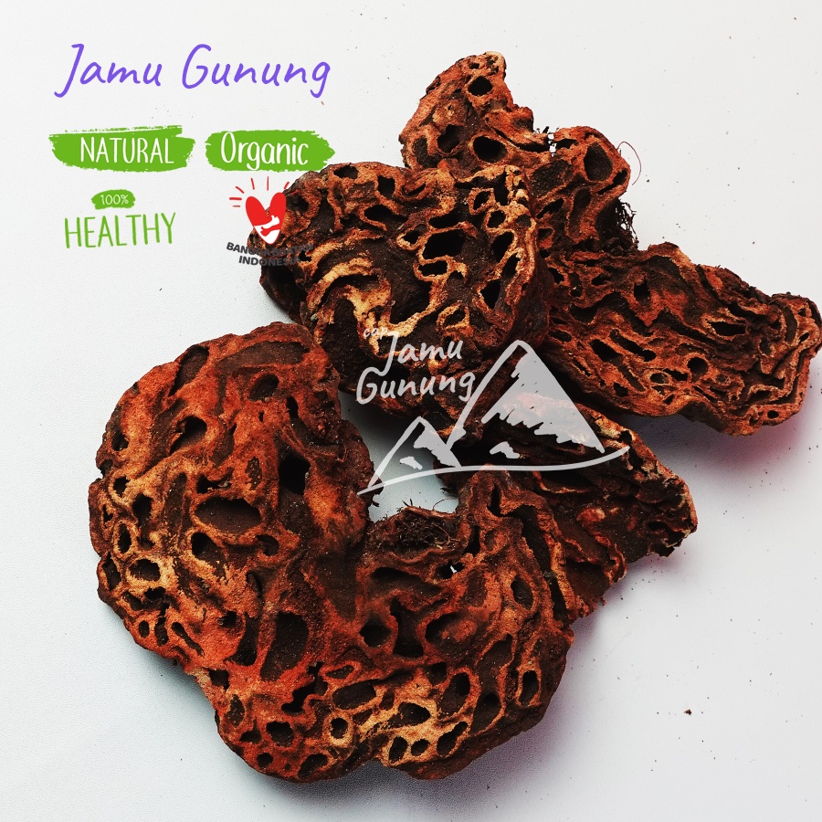 

Herbal Sarang Semut Papua 500gr - Asli Hutan Papua