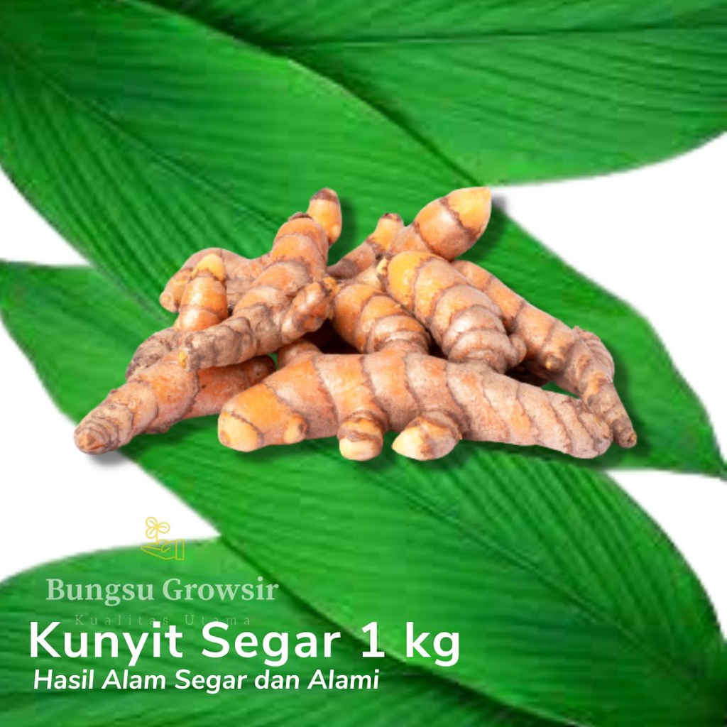 

Kunyit Segar 1KG | Kunyit Bumbu Fresh