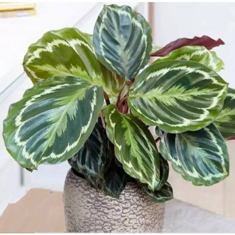 tanaman hias calathea silver black/calathea veitchiana/tanaman kalathea