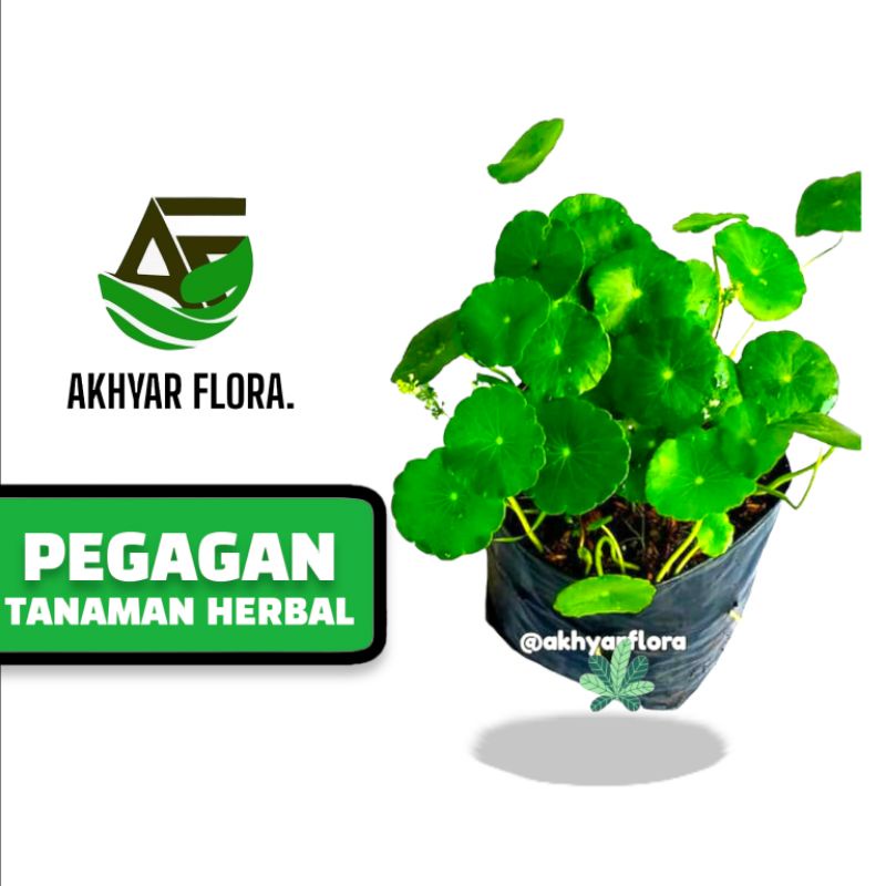 Jual Pegagan Air Tanaman Herbal Daun Antanan Shopee Indonesia 9528