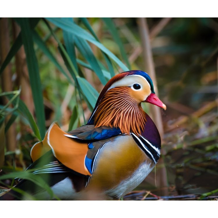telur tetas asli bebek mandarin
