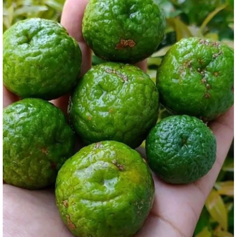 

jeruk limau/jeruk sambel 250g