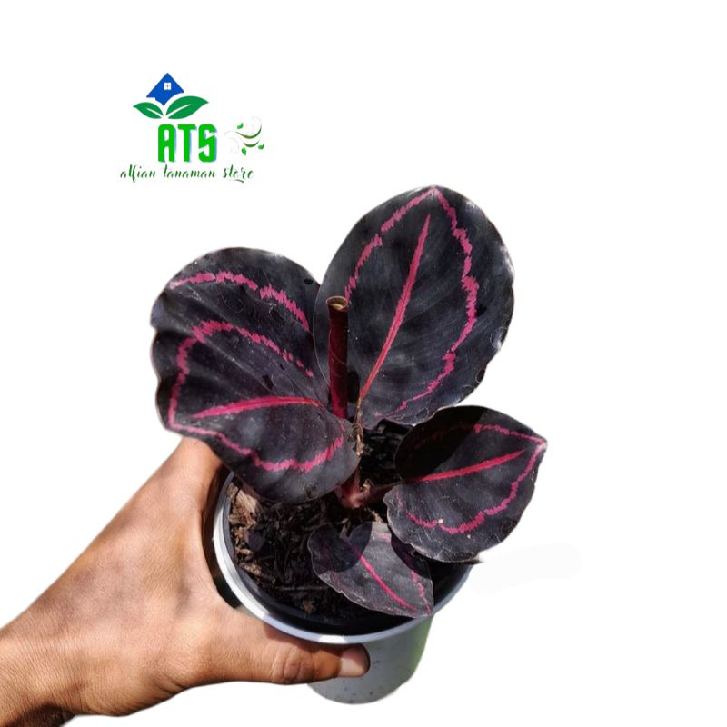 calathea black lipstick - tanaman hias calathea black lipstick - pohon bunga calathea black lipstik
