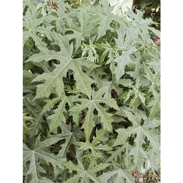 

daun gedi/pepaya Jepang 250gram