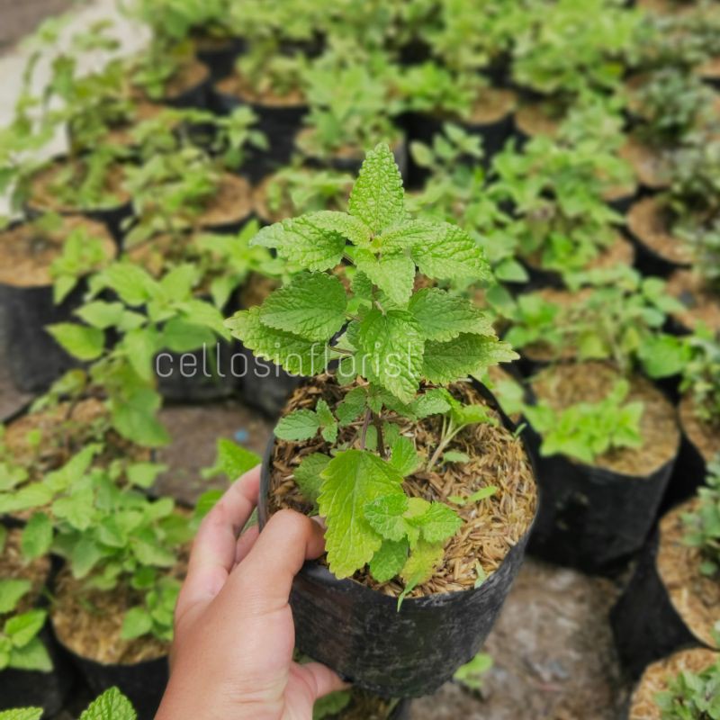 Tanaman Herbal Rempah Daun Lemon Balm / Lemon Mint Pohon Hidup - TitipBibit