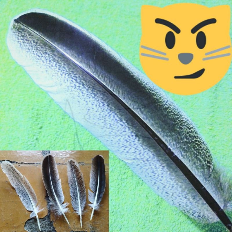 (MURAH) BULU KALKUN SEKUNDER / replika / kalkun lokal / feather / archery