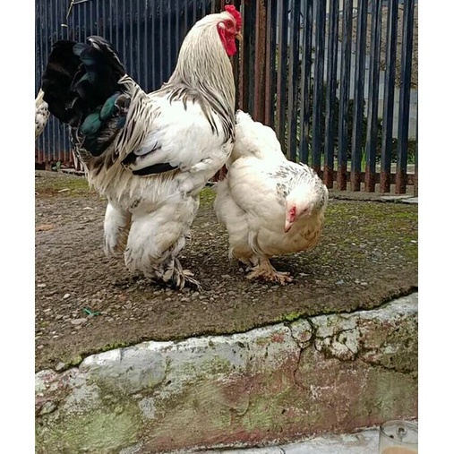 telur untuk di tetaskan asli ayam brahma