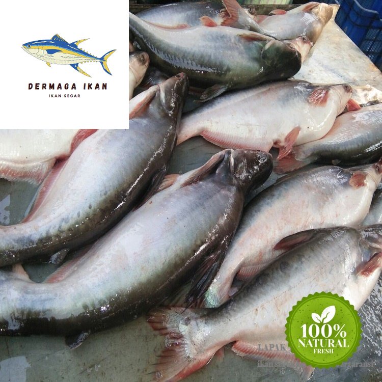 

Ikan Patin Segar 1~Kilogram