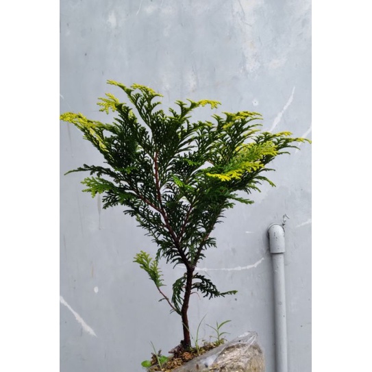 Cemara golden hinoki cypress 'crippsii