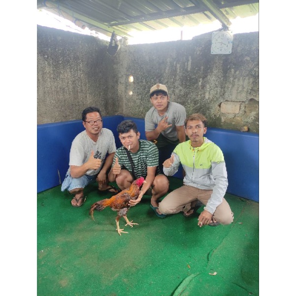 ayam mangon berkwalitas