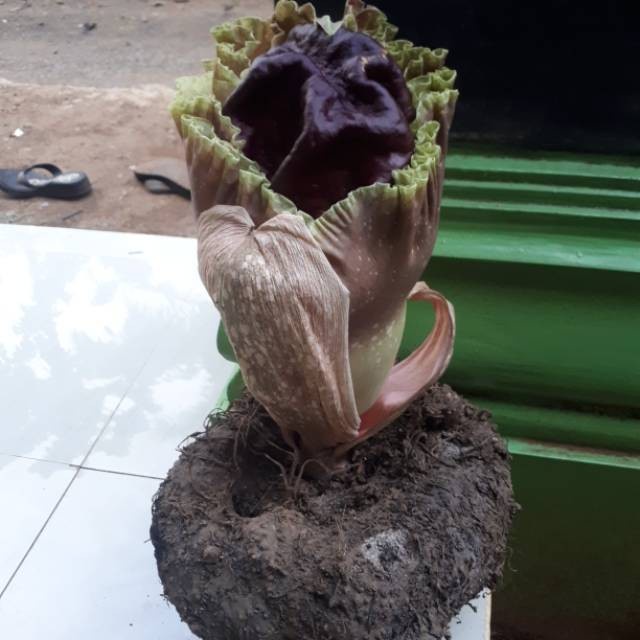 

umbi suweg super original 2 kg