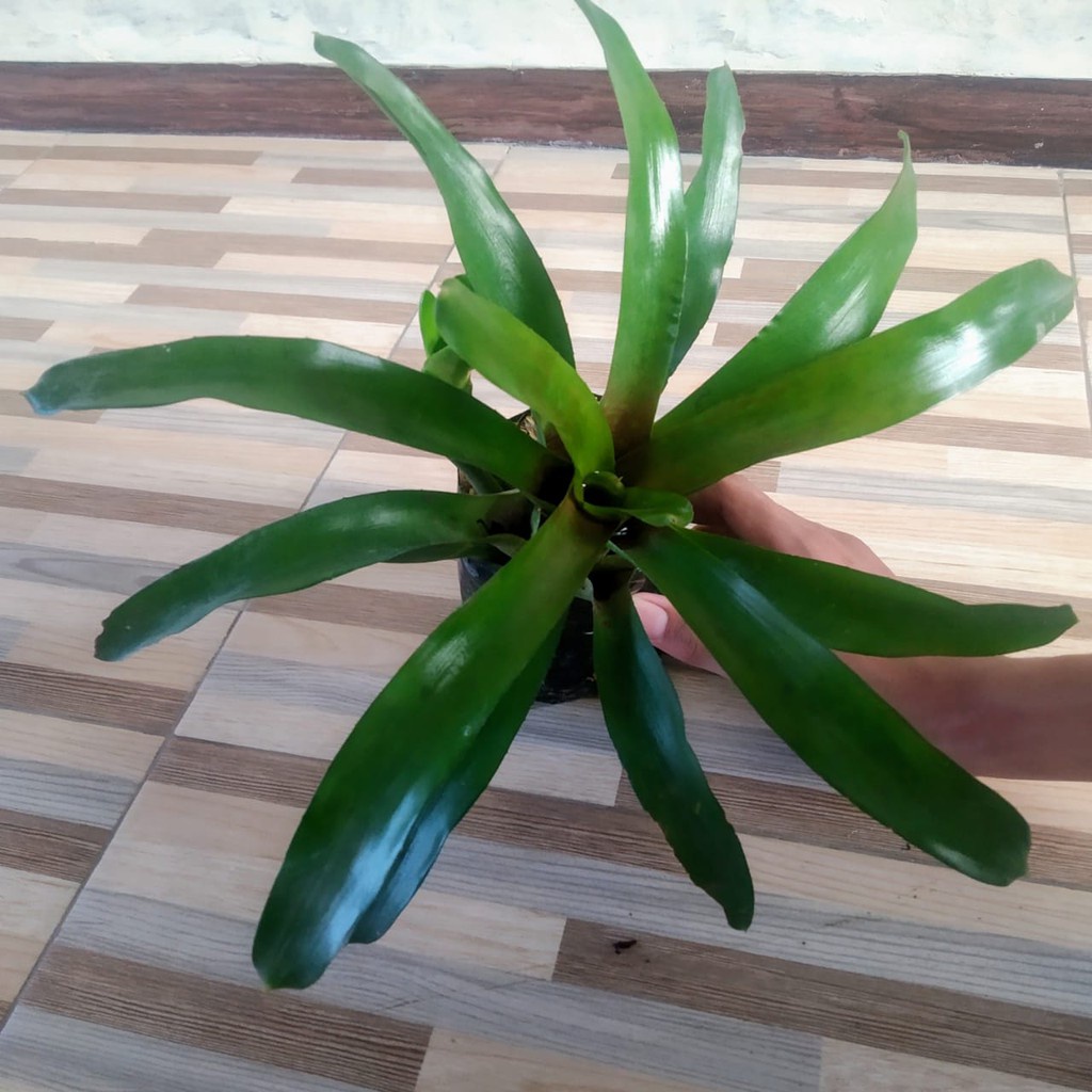 Tanaman Hias Bromelia Hijau - Green Bromelia - Bromelia pohon hidup - TitipBibit