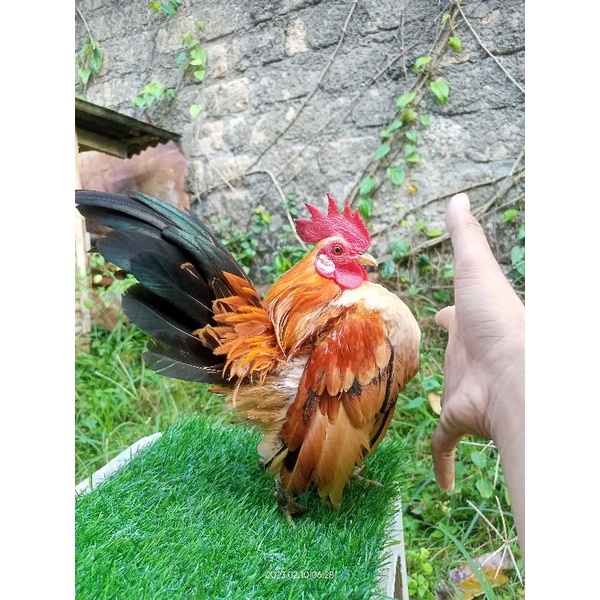 Ayam serama sepasang. siap produksi. kualitas bagus. foto sesuai asli