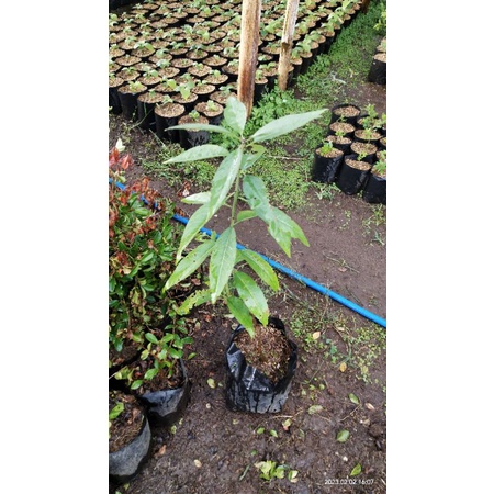 bibit pohon kacang almond