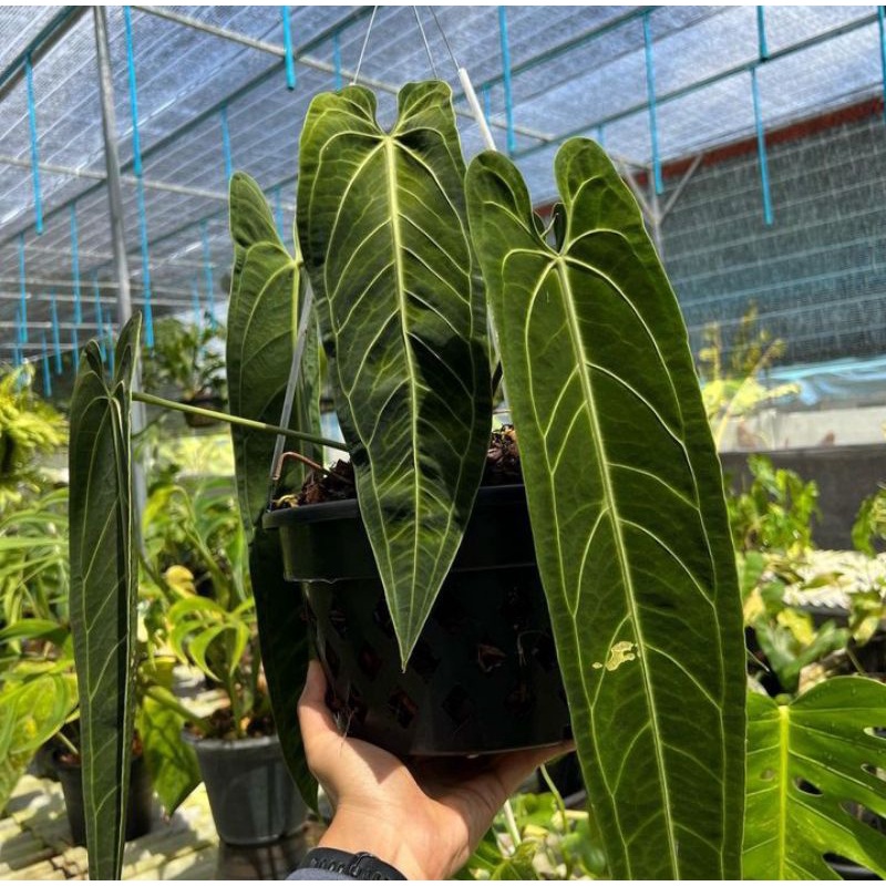 BIBIT BONGGOL PROMO Bibit Batang Antorium Lidah Gajah Warocqueanum