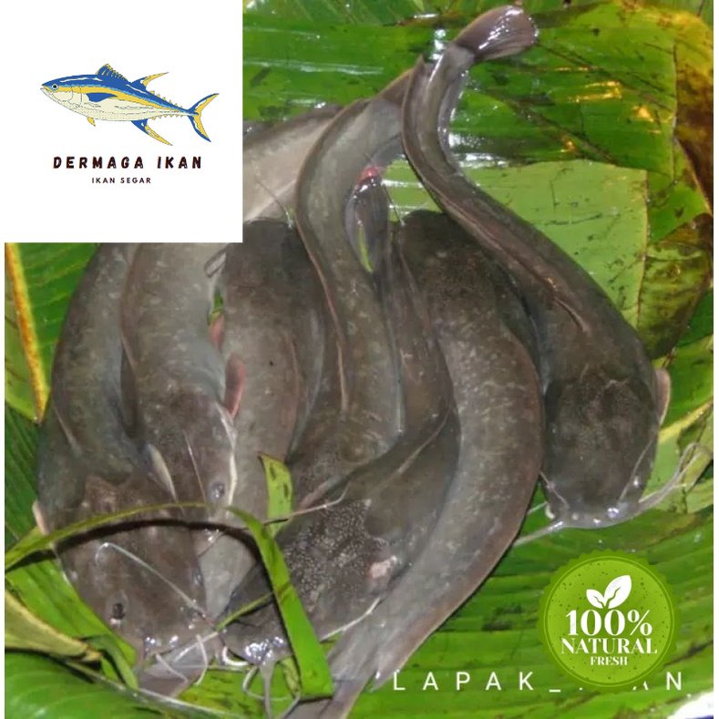 

Ikan Lele Hidup Segar 1~Kilogram