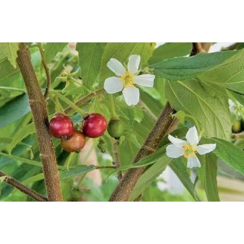 

Daun kersen/seri obat herbal alami