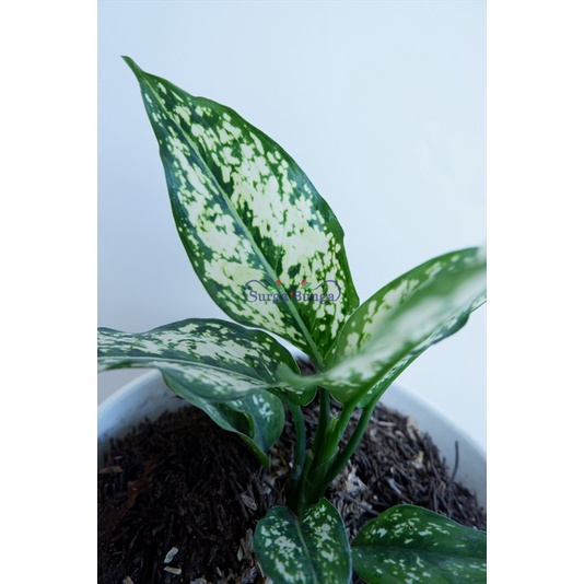 Pohon Aglonema Snow White snowhite Tanaman Hias Bunga Aglaonema - tanaman daun Bergaransi - TitipBibit