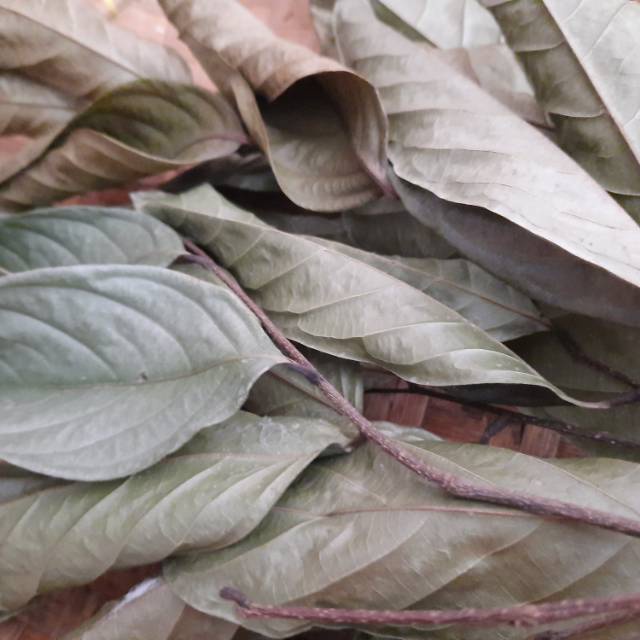 

MURAH JAMU DAUN KEPEL KERING 250 GRAM