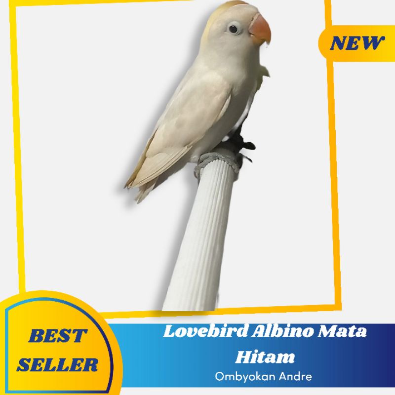 Lovebird Albino Mata Item (MH) Paud