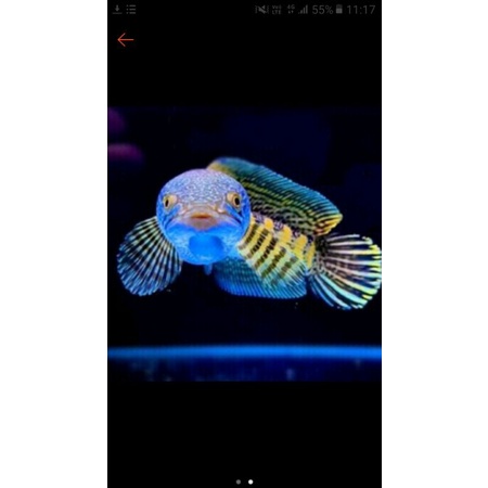 baby channa auranti real 1001%ada bonusnya