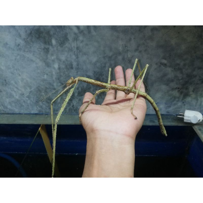 giant stick insect