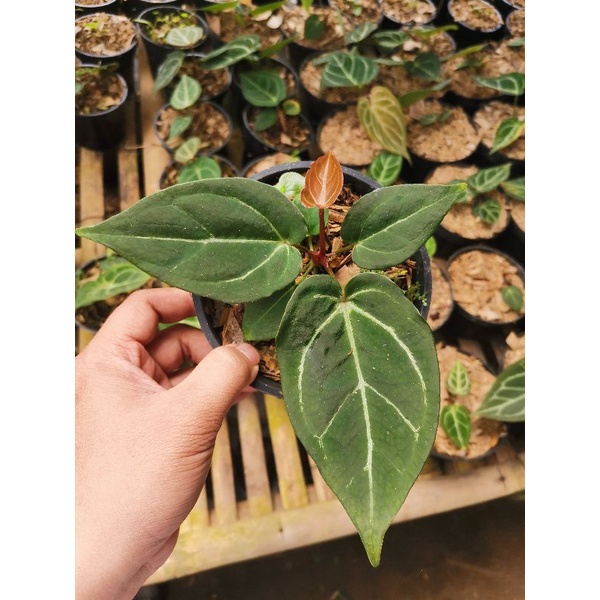 Tanaman hias Anturium dressleri Forgetii X anthurium dorayaki / kuping gajah Hybrid dresleri forgeti