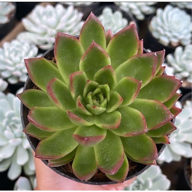 Sukulen Echeveria Perle Von Nurnberg Superbum Agavoides Lipstick Topsy Turvy Jumbo