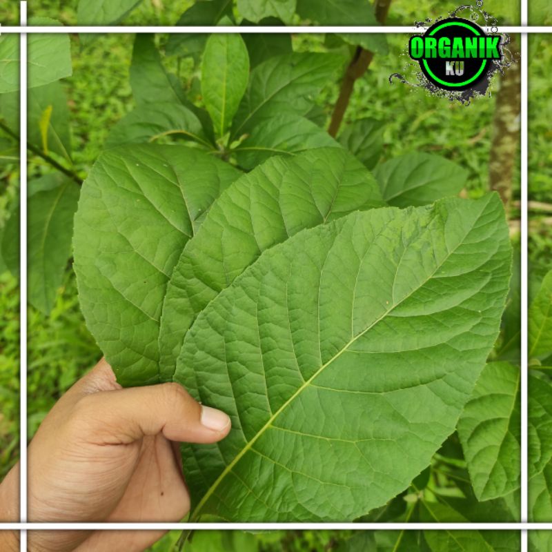 

daun afrika segar herbal perlembar