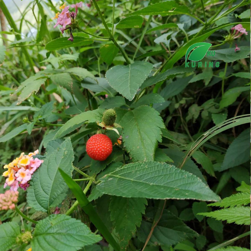 Bibit tanaman langka - buah arbei atau arben hutan
