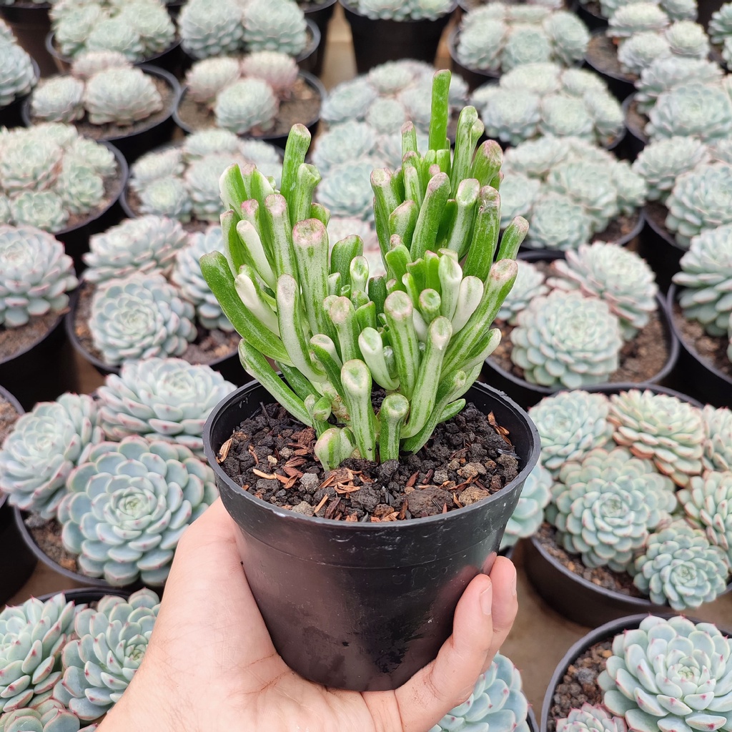 Crassula Ovata Gollum Variegated | D 10 Cm | Sukulen