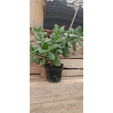 bunga jede/sukulen dolar