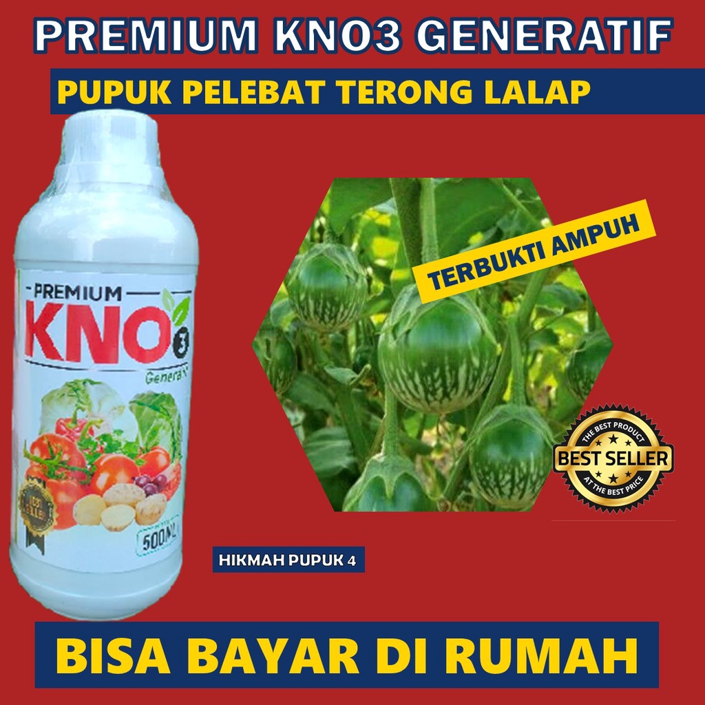 PUPUK TERONG LALAP BIAR BESAR DAN BANYAK Pupuk Pelebat Terong Lalap Paling Ampuh, Obat Terong Lalap 