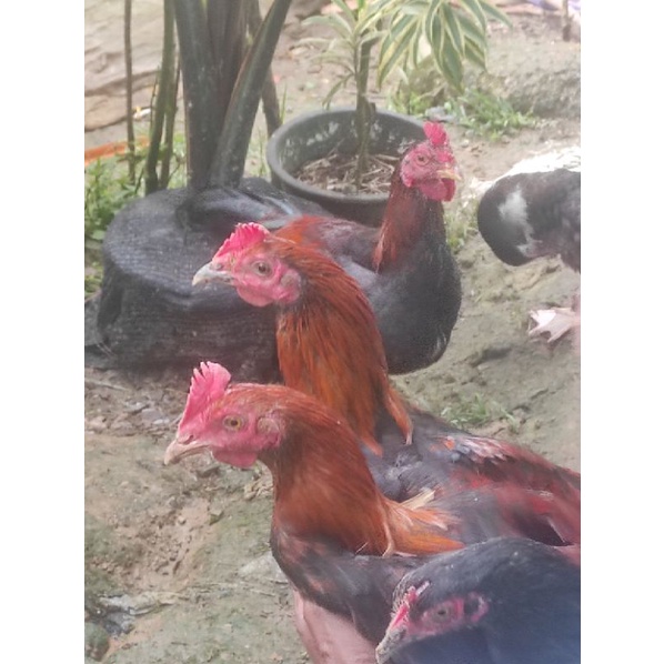 

Ayam Kampung Hidup Asli 1,2kg