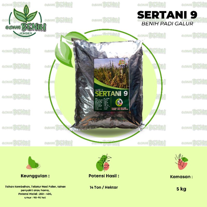 Benih Padi Sertani 9 / MSP 9 kualitas premium, 5kg