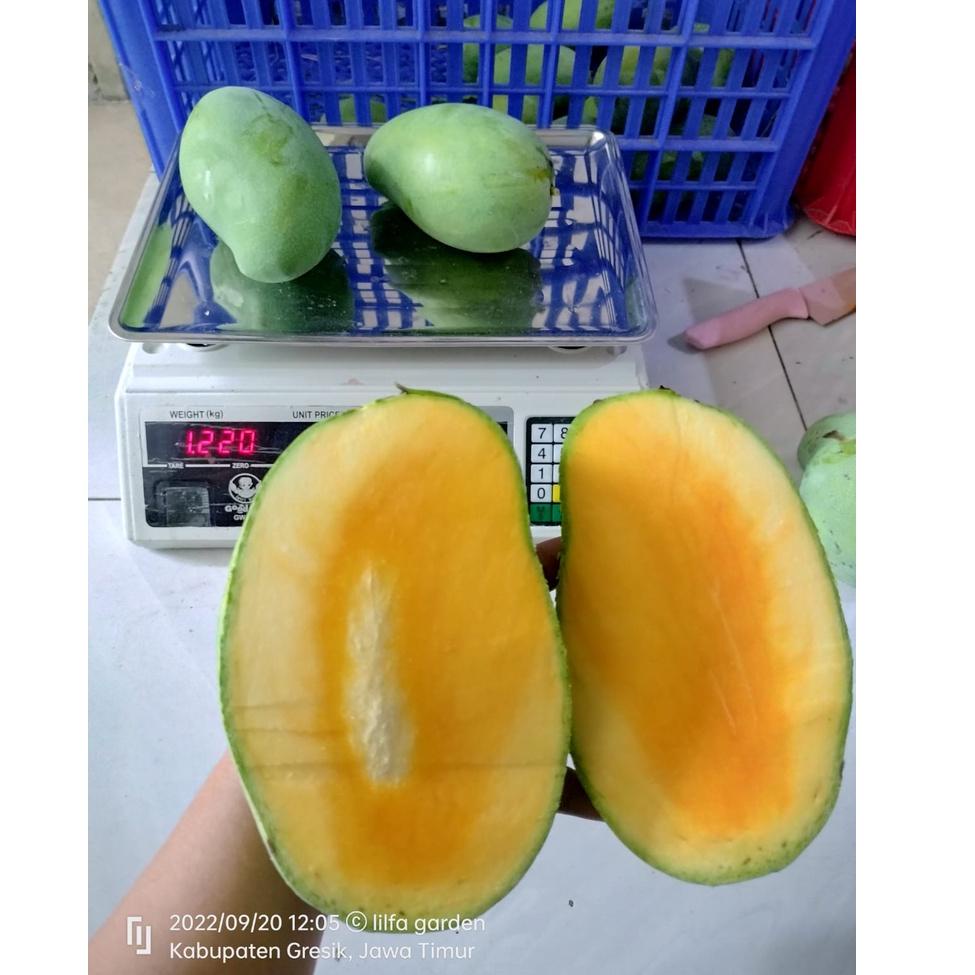 

H30 mangga gadung/harummanis 1kg kondisi tua pohon ketuaan 85%++ bisa diperam dimatangkan PENJUALAN TERBANYAK ⇊