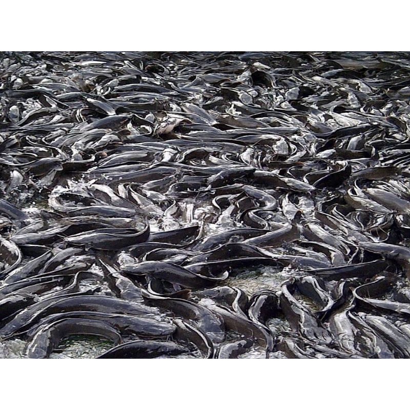 

IKAN LELE PEKANBARU