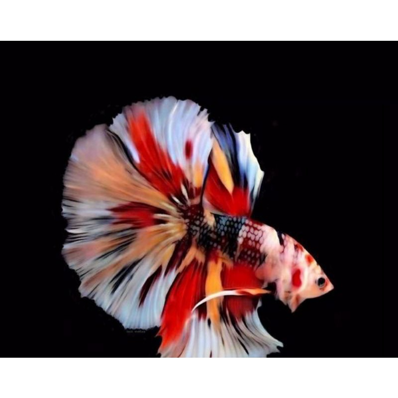 hm multy nemo koi galaxy size L