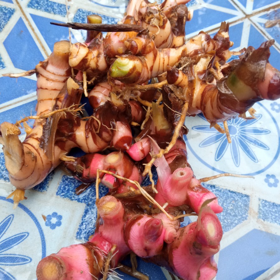 

Lengkuas laos merah organik ready stok