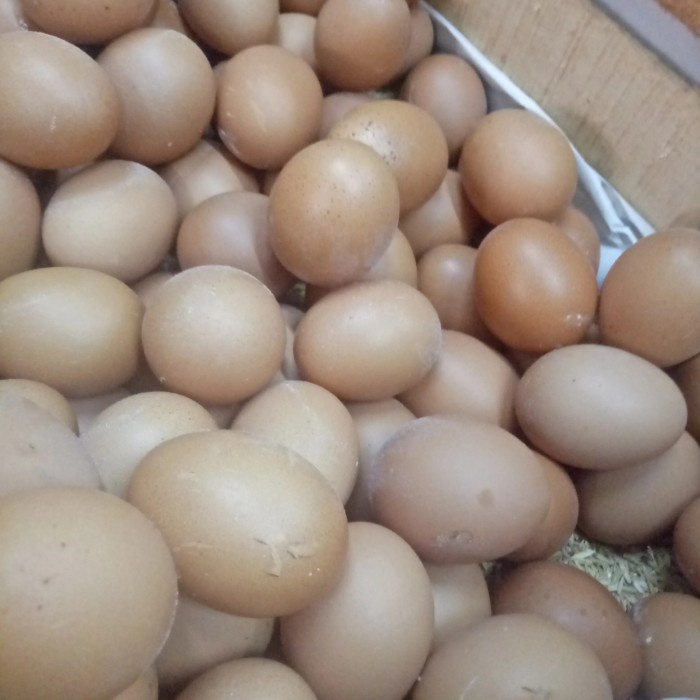 

Telur per 1 Kg