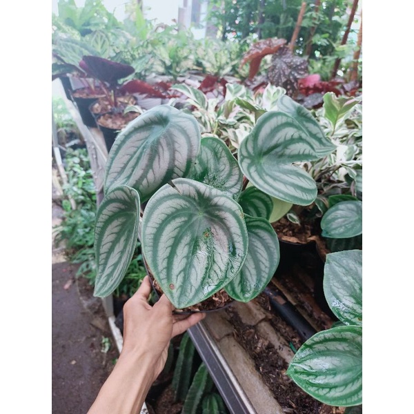 paperomia watermelon / Tanaman hias peperomia watermelon daun besar / Termurah / Terlaris