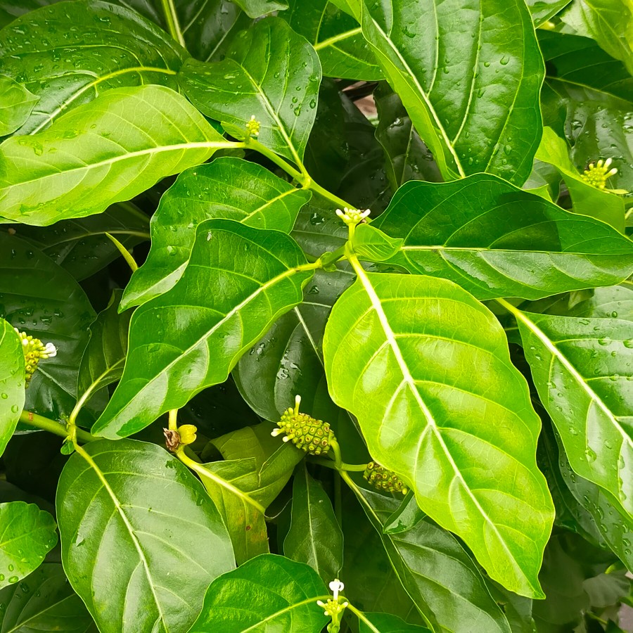 

daun mengkudu/daun pace perhelai daun dipetik dadakan