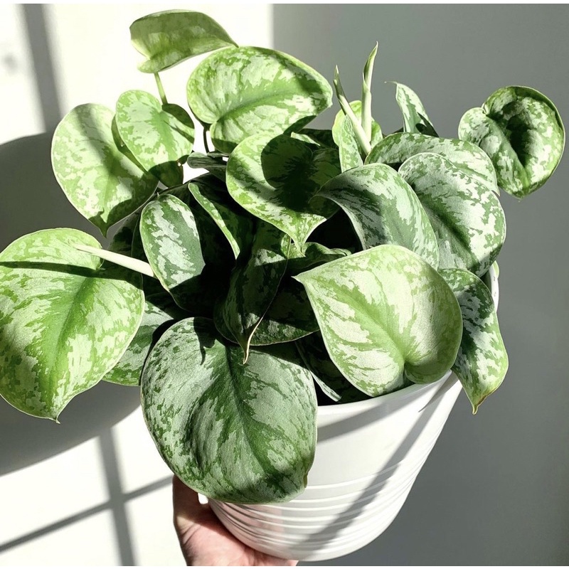 Tanaman hias sirih gading silver-(tanaman hidup-tanaman gantung-bunga hidup murah) srigading-tanaman